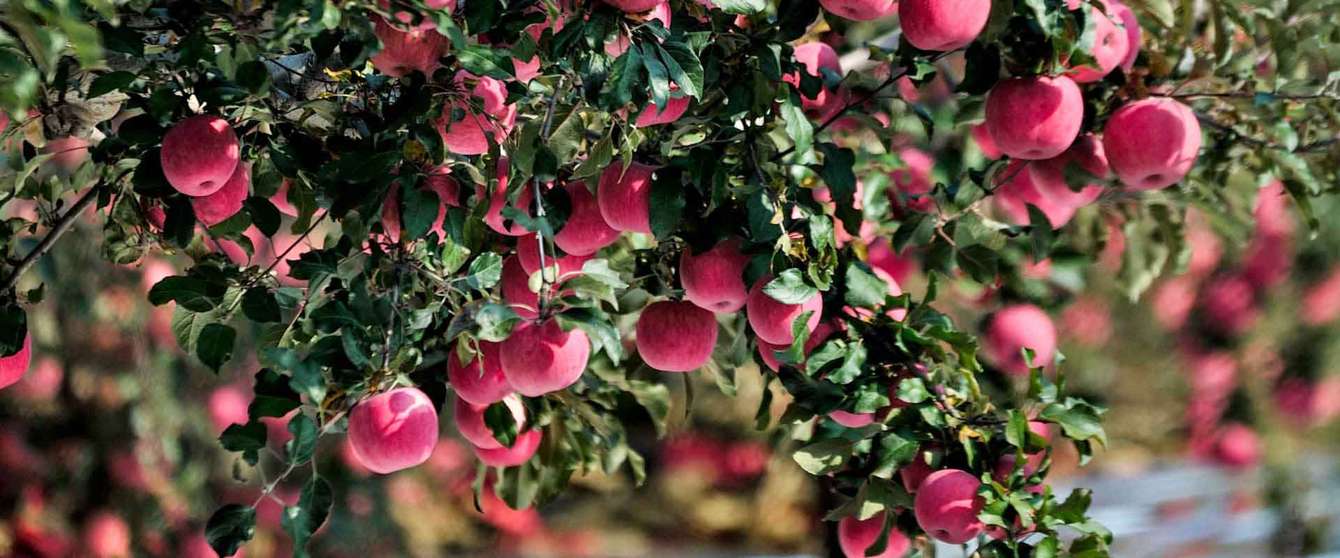 農(nóng)林種植小氣候觀測自動(dòng)氣象站方案